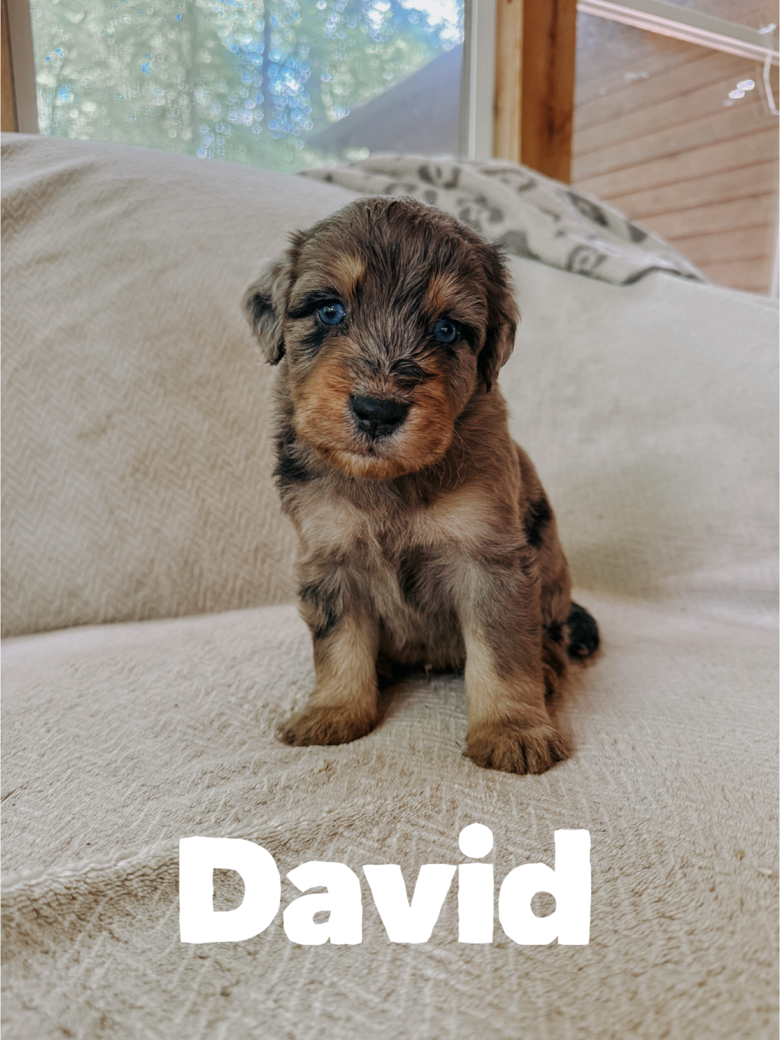 David  1